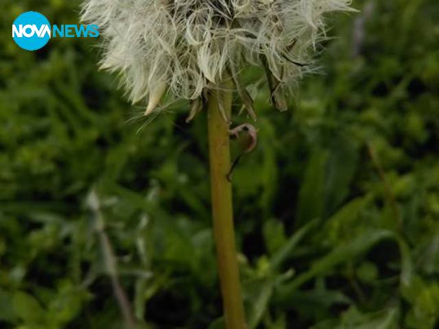 Морската градина в Бургас