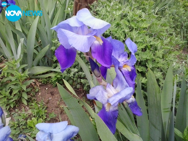 Свежест в лилаво!