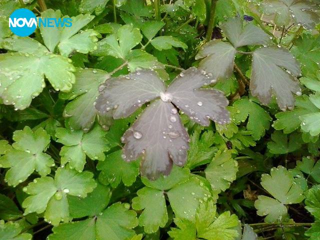 Чарът на дъжда