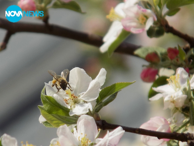 Малка пчеличка