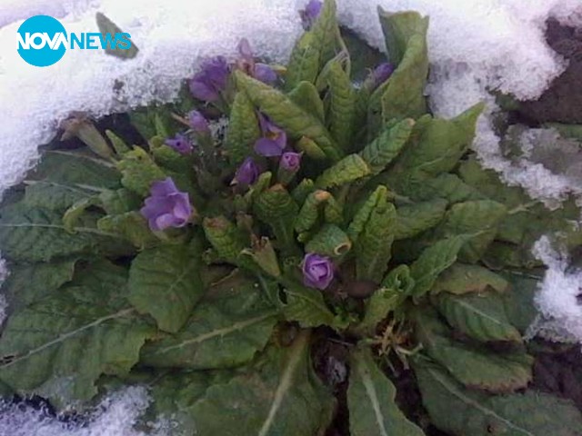 Зимна красота