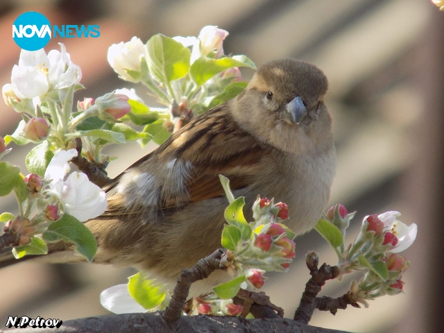 Малко приятелче