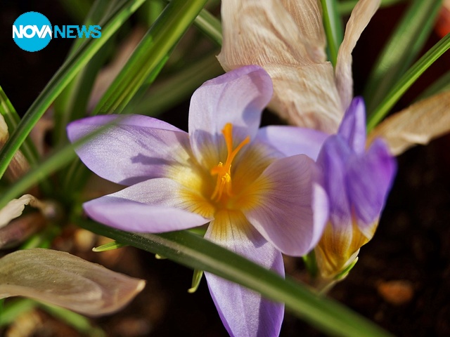 Пролет пукна