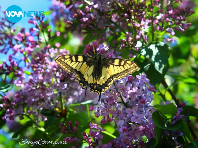 Красотата е в малките неща