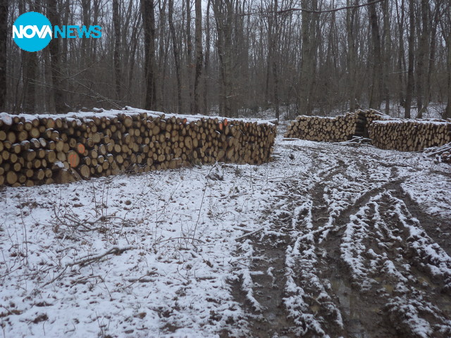 Сигнал за "законна сеч" в "Силистар"