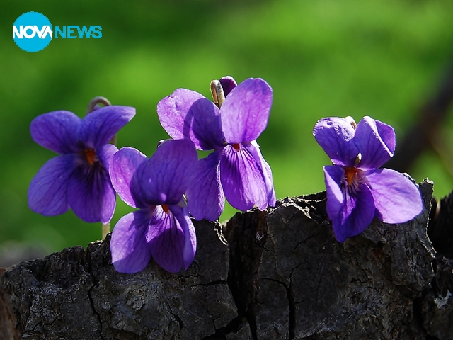 Теменужено