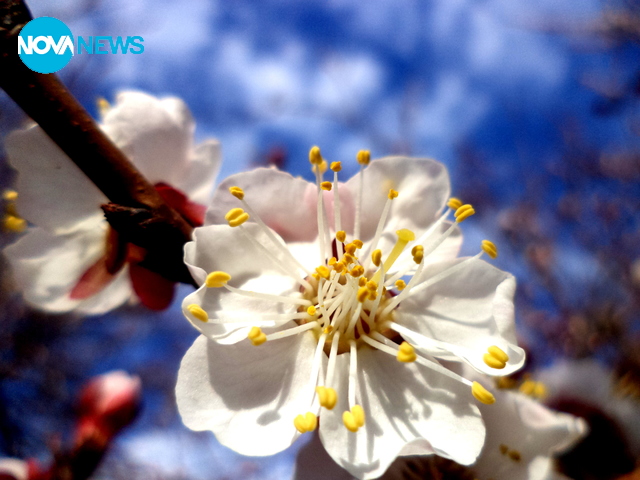 Цъфнало дръвче