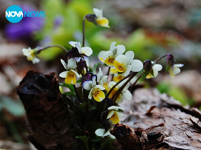 Първи теменужени усмивки