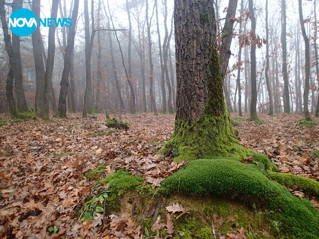 Мъгливо и мрачно време