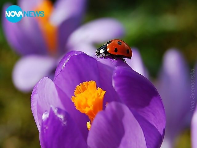 В първите дни на март