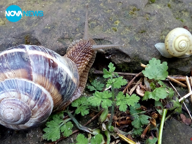 Бързи и яростни