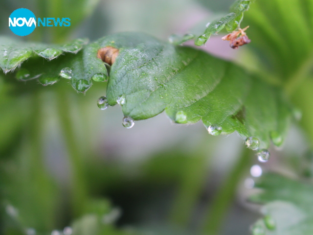 Капчици роса