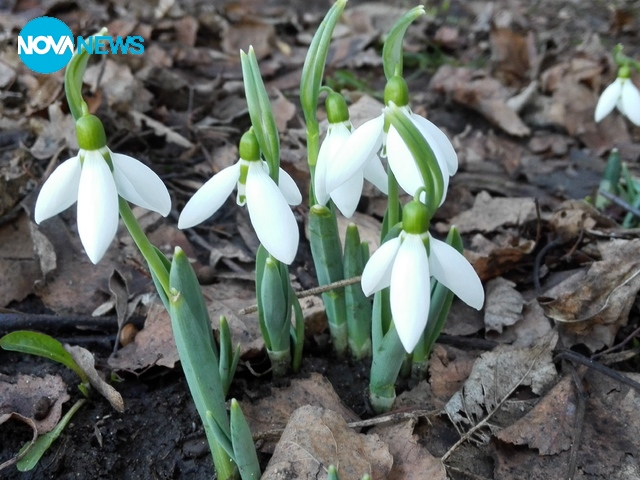 Февруарски кокичета