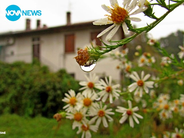 Дъждовни капки, пълни с живот