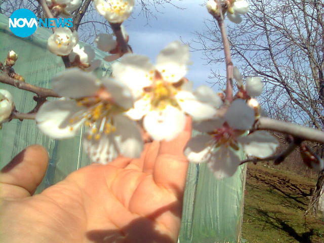 Бадемите цъфнаха!