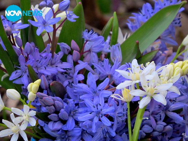 Лудогорска пролет