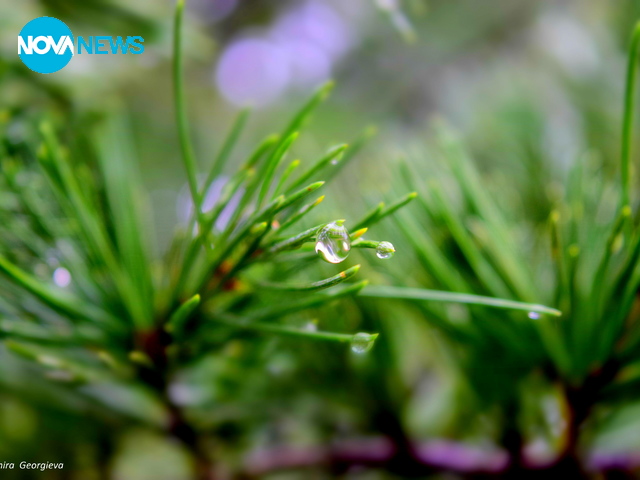 Сълзите на дъжда