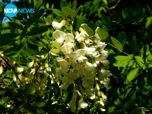 И акацията разцъфтя... (2)