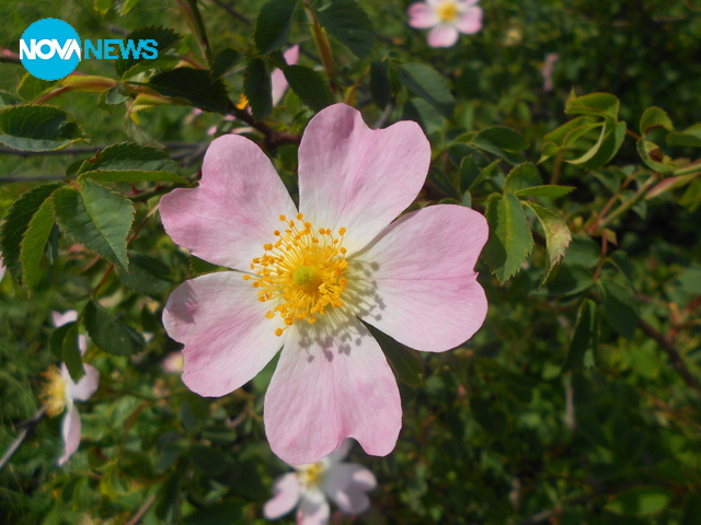 Цъфнала шипка