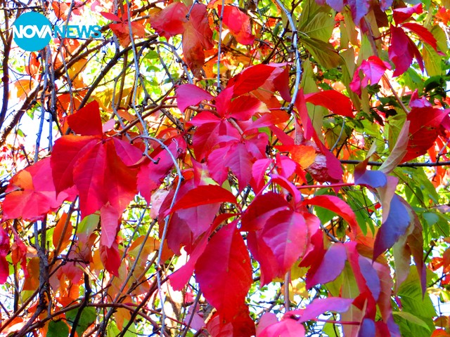 Есен в Северозапада!