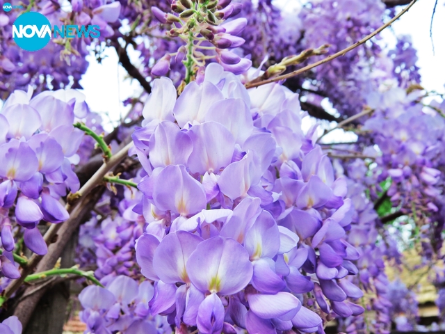 Нежност в лилаво