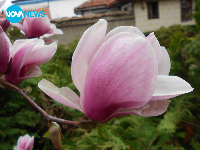 Нежен цвят магнолия