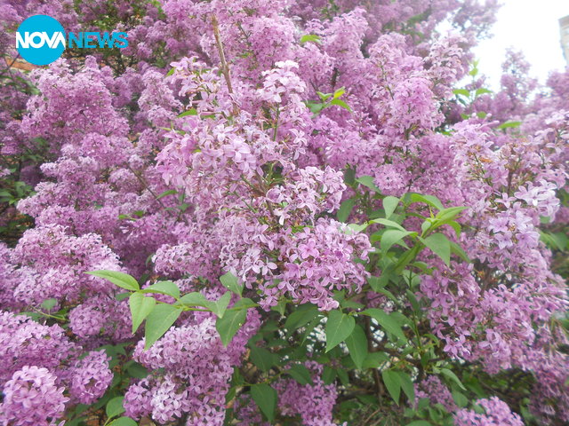 Люляково настроение