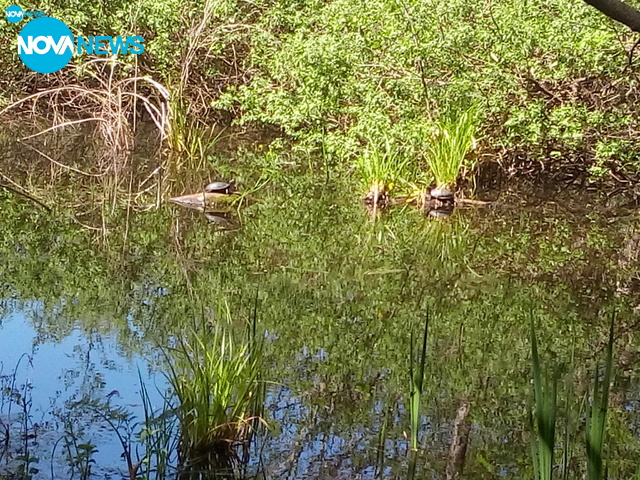 Водни лилии в Аркутино