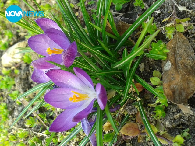 Пролетна свежест!