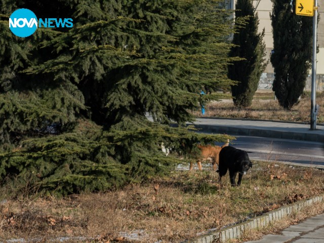 Безброй бездомни кучета около спирка ПОМОЩ-Варна