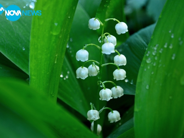 Пролетни усмивки за "Прогноза за времето"