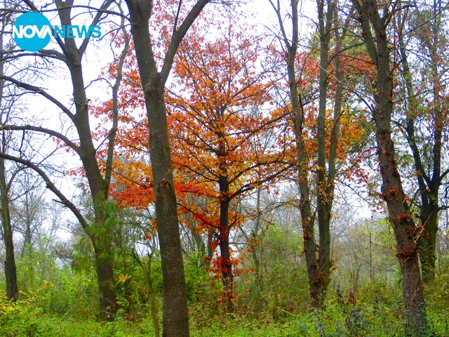Мъглива омайна есен!