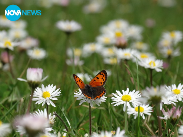 Пролет край Бургас