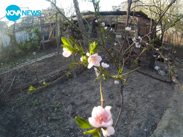 Пролетни цветове!