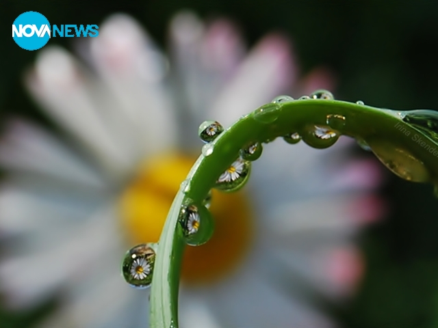 Пролетни капчици за настроение