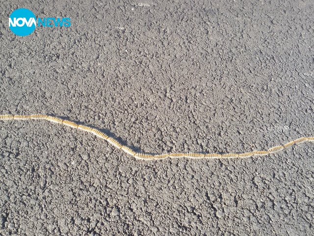 Влак от гъсеници