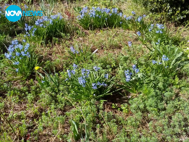 Китна пролетна градинка