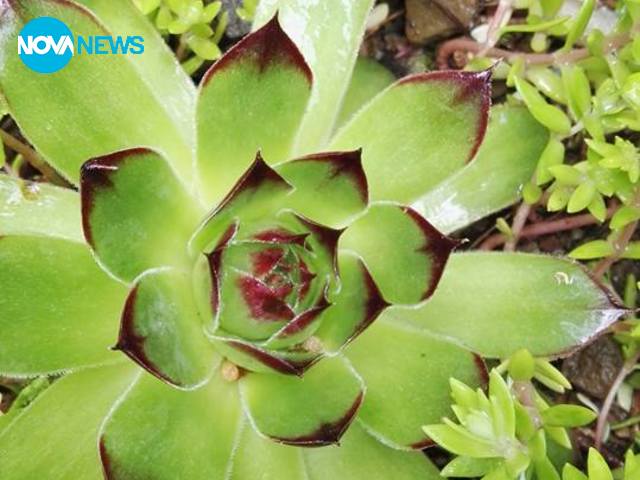 Красиво цвете