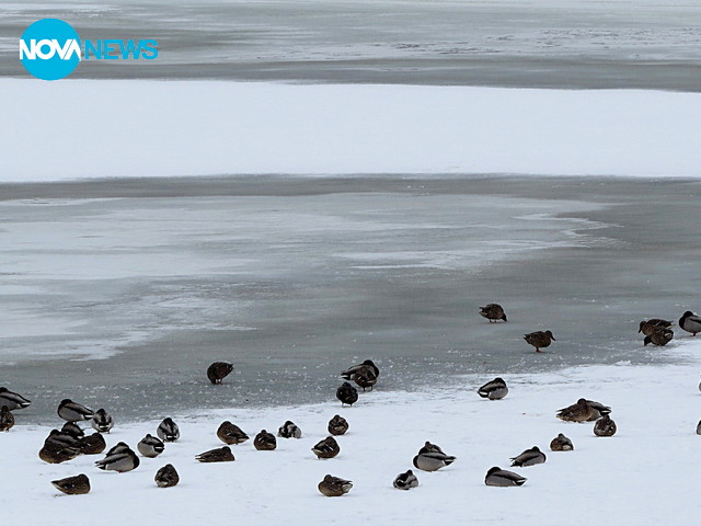 Патици сред лед, сняг и дъжд!