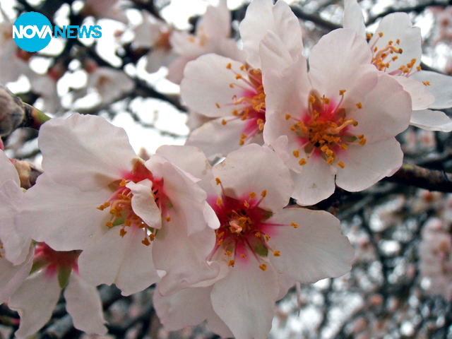 Прекрасни бадемови цветове