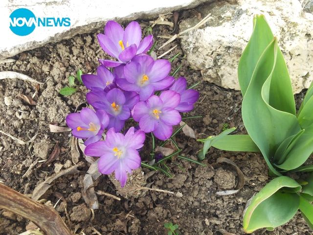 Сини минзухари