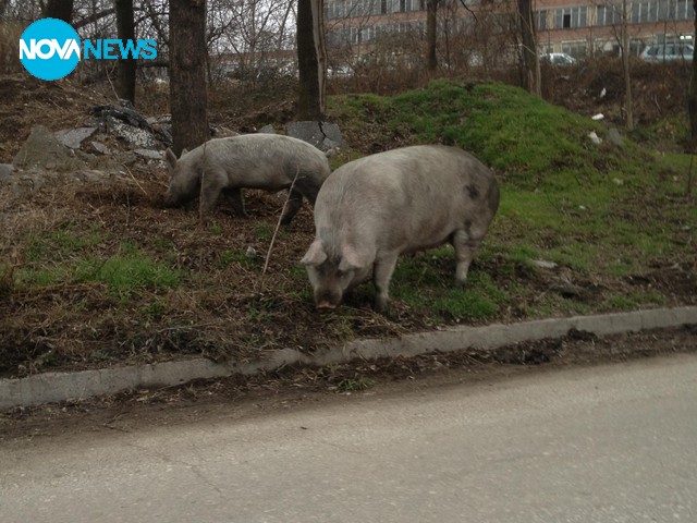 Абсурдно е!