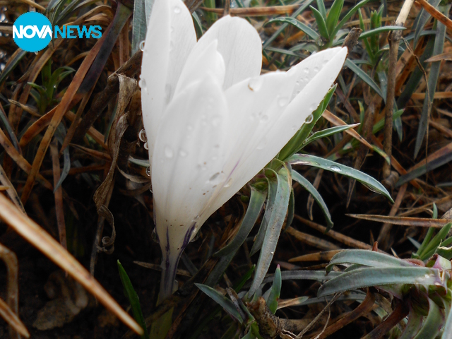 Окъпано от дъжда