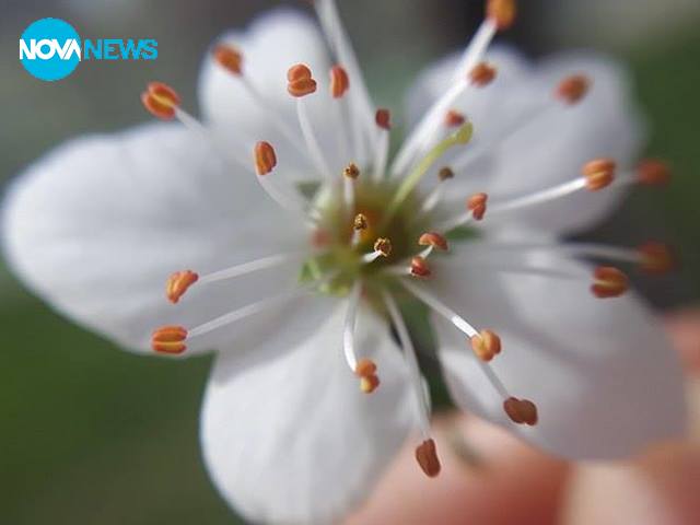 Красиво цвете за прогнозата за времето