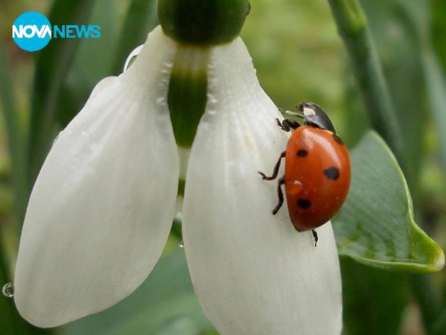 Честита Баба Марта!