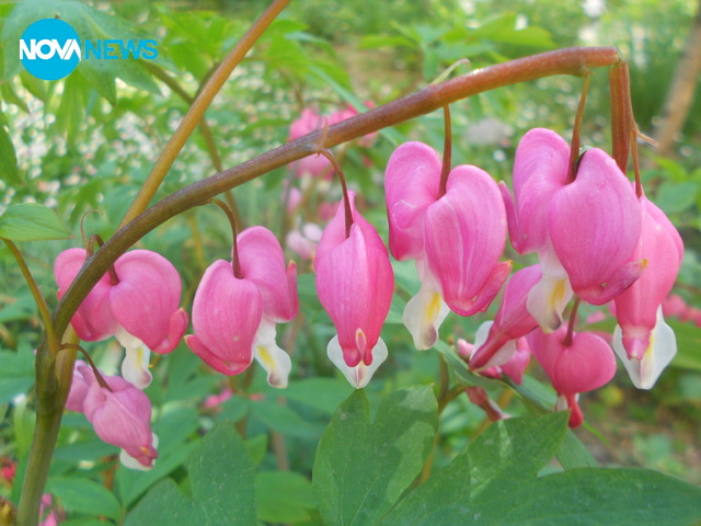 Пролетно настлоение