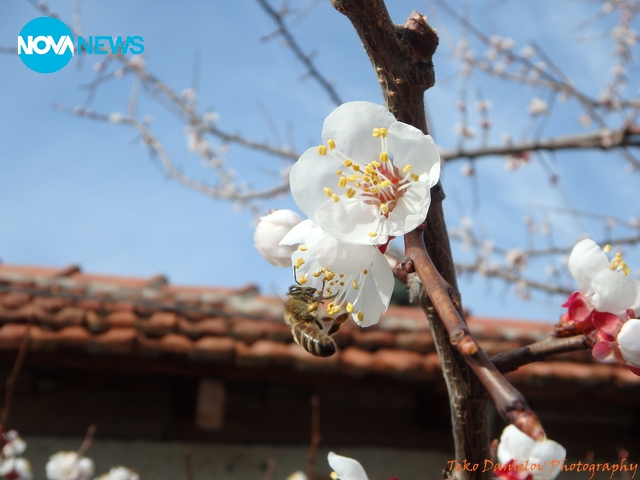 Пчеличка-работливка