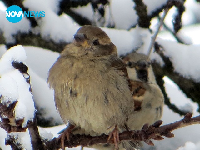 Снежко затрупа..