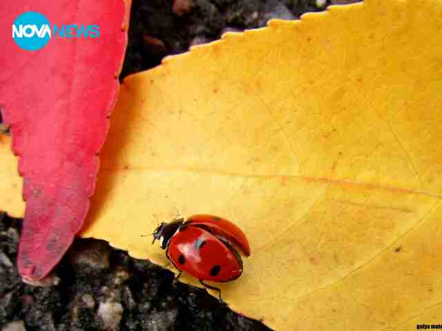 Красотата е навсякъде край нас