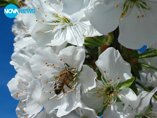 Пчеличка събира прашец